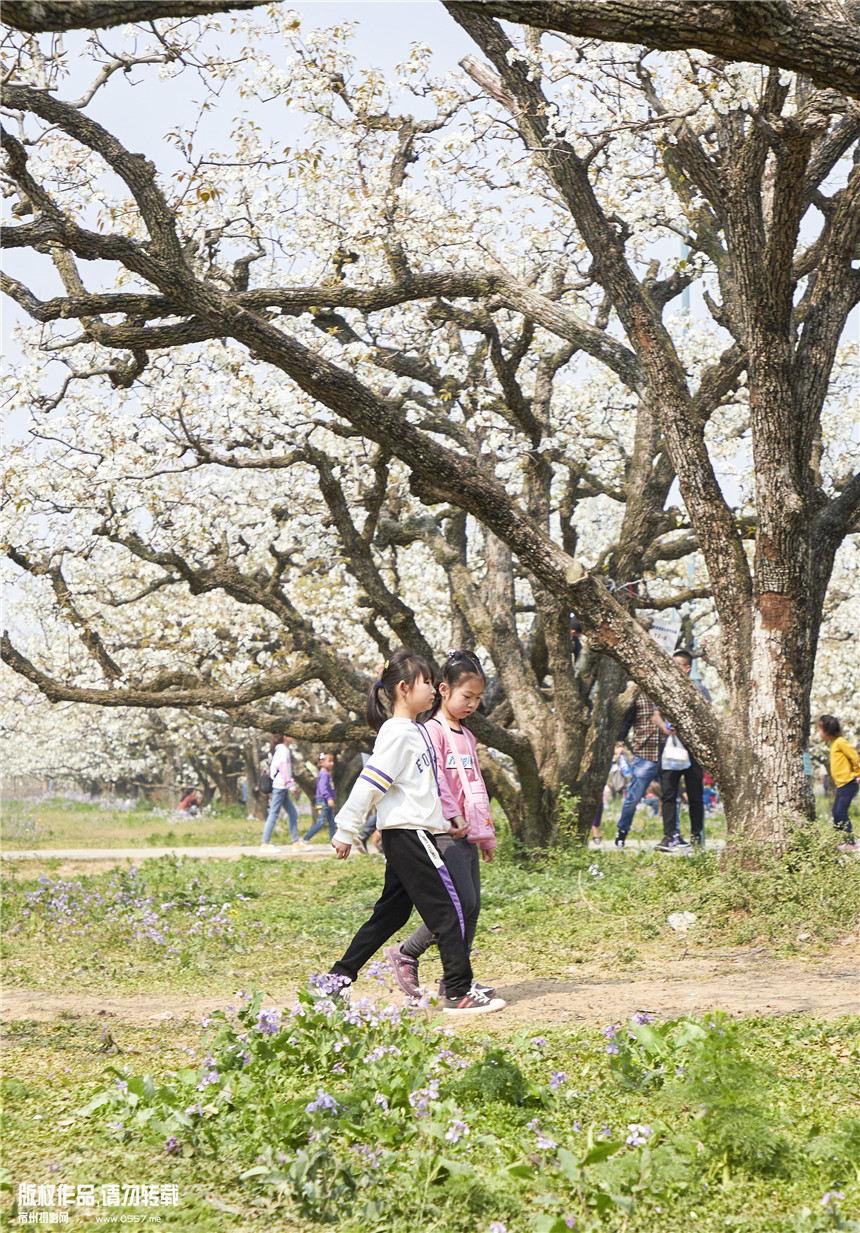 砀山梨树王风景区梨花节