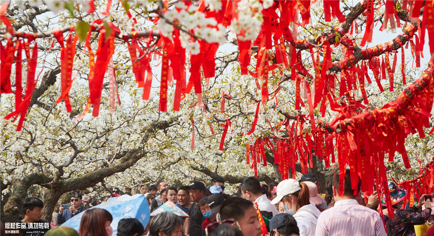 砀山梨树王风景区梨花节