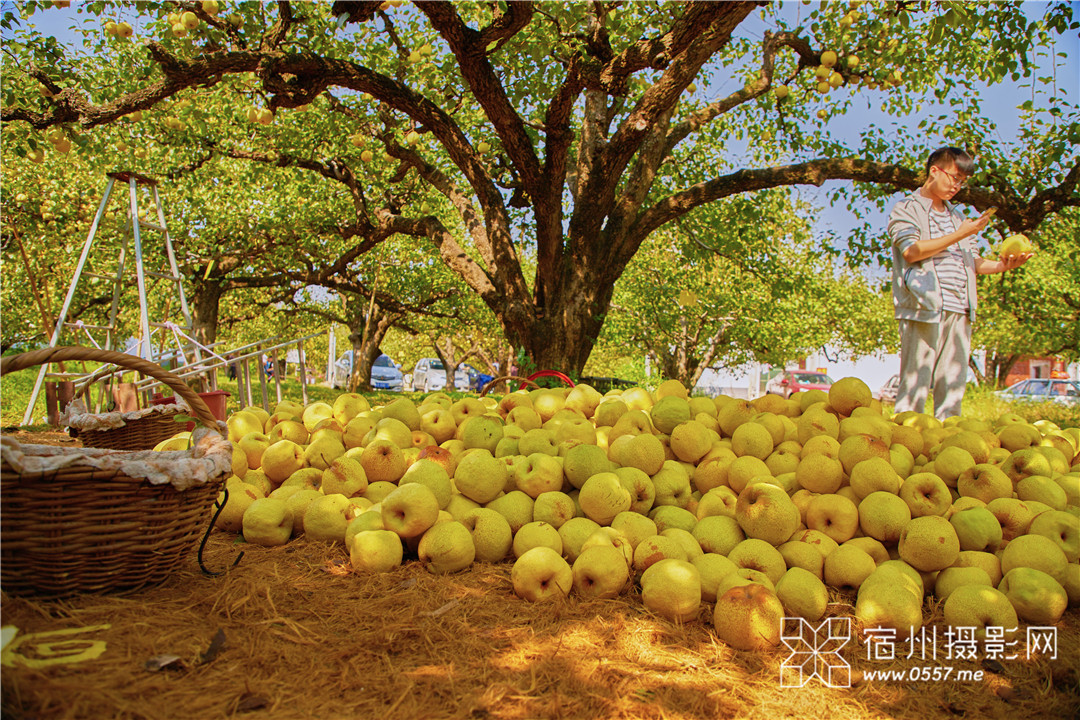 宿州砀山梨树王风景区秋收酥梨