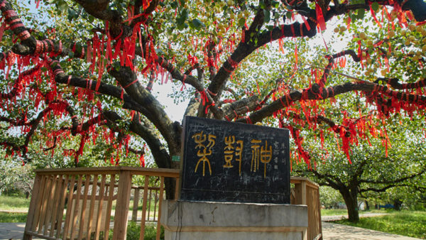 砀山梨树王的标签存档