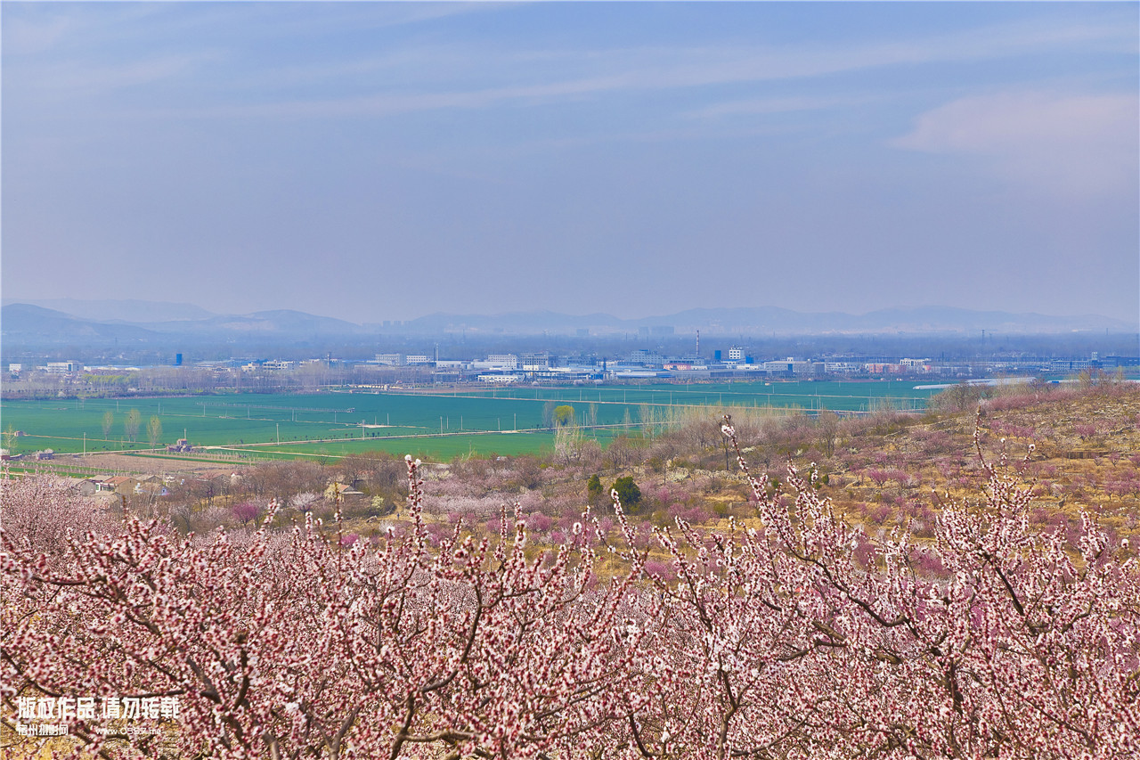 萧县永堌镇王山窝村千亩梅花开放映满山