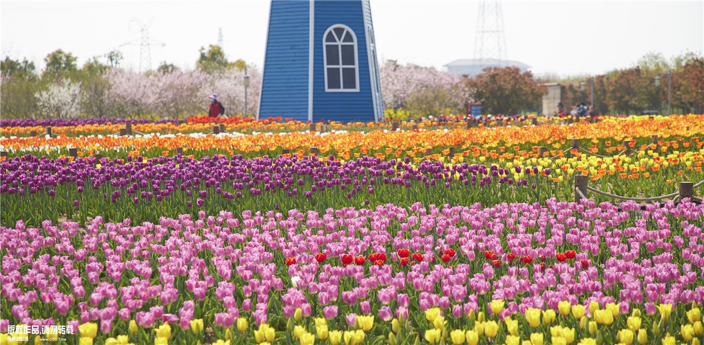 春天的宿州植物园郁金香花开