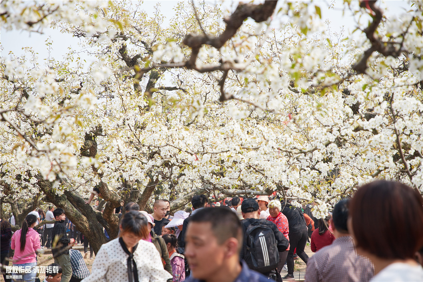 树山梨花节图片