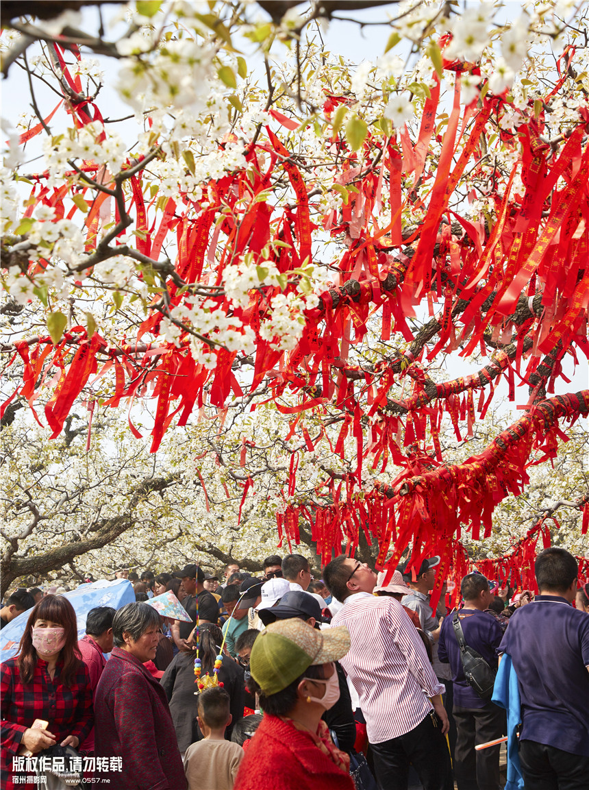 树山梨花节图片