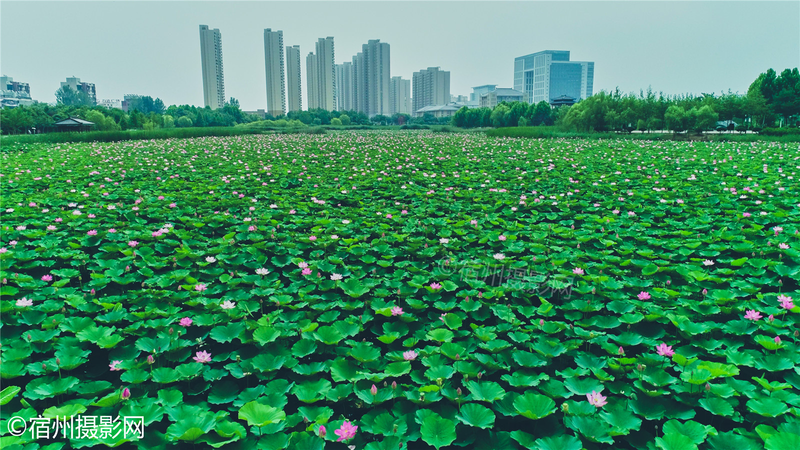 航拍淮北桓谭公园的荷花,密集恐惧症慎入
