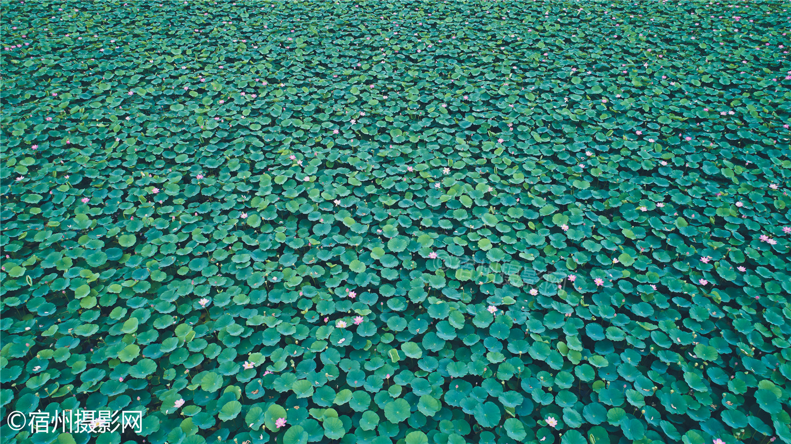 航拍淮北桓谭公园的荷花,密集恐惧症慎入