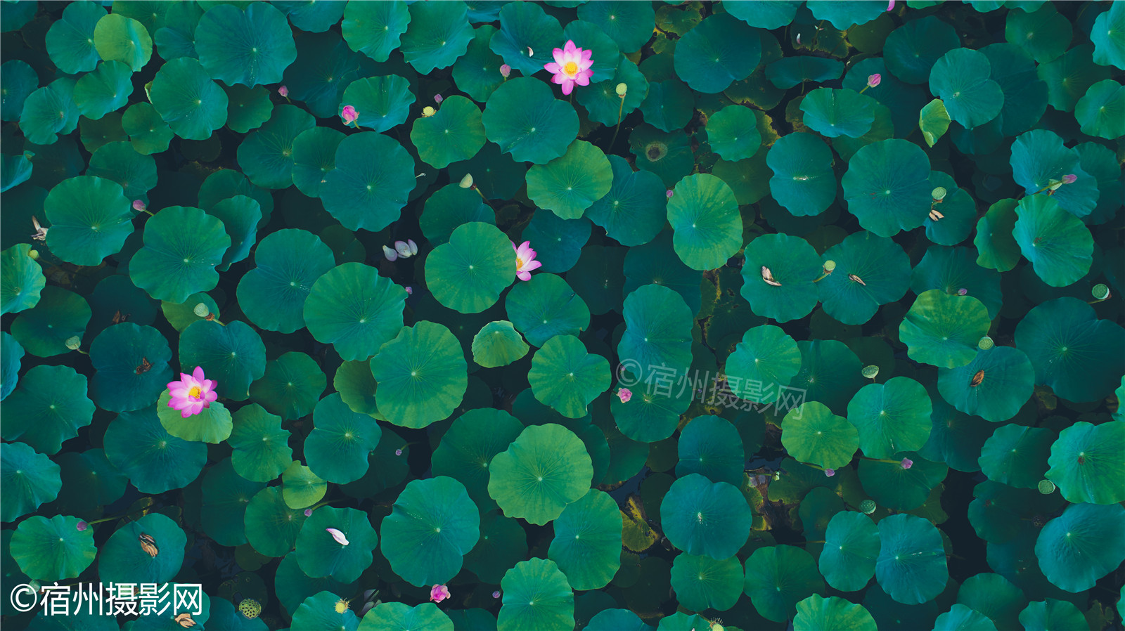 航拍淮北桓谭公园的荷花,密集恐惧症慎入