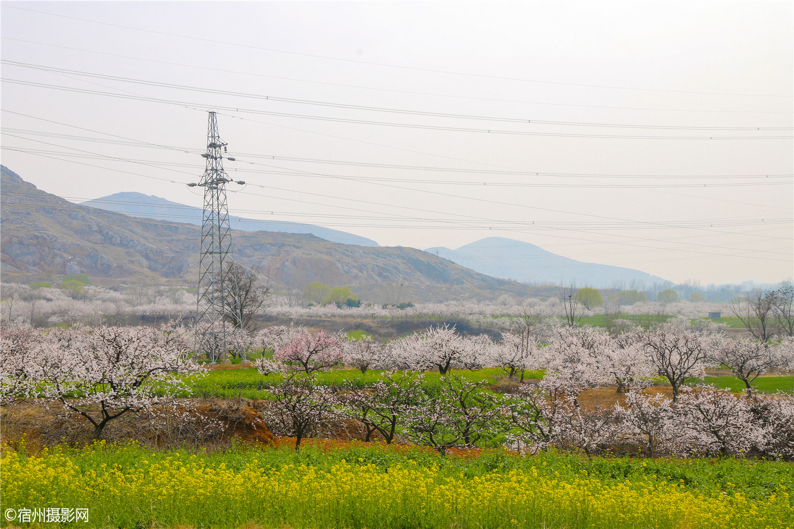 宿州乾山脚下,繁茂的杏花开满山坡经历一冬的凌冽和沉寂,春天来到了乾