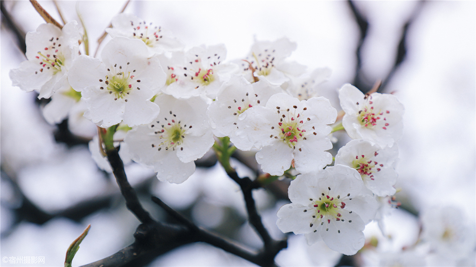 春雨绵绵细雨中 梨花带雨清水园 宿州近处不错的梨花观赏地 符离 清水梨园 宿州摄影网