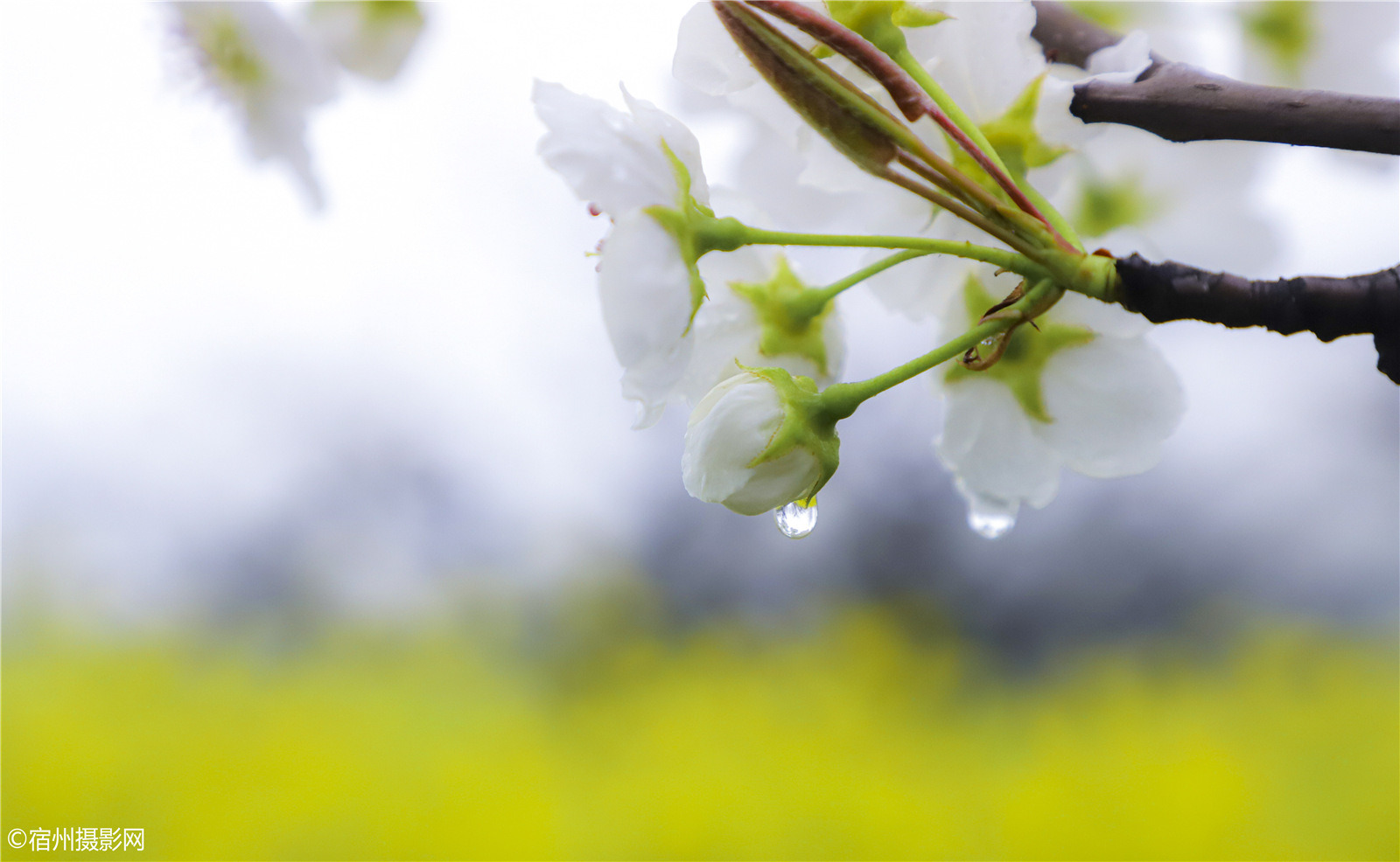 春雨绵绵细雨中,梨花带雨清水园【宿州近处不错的梨花观赏地:符离.