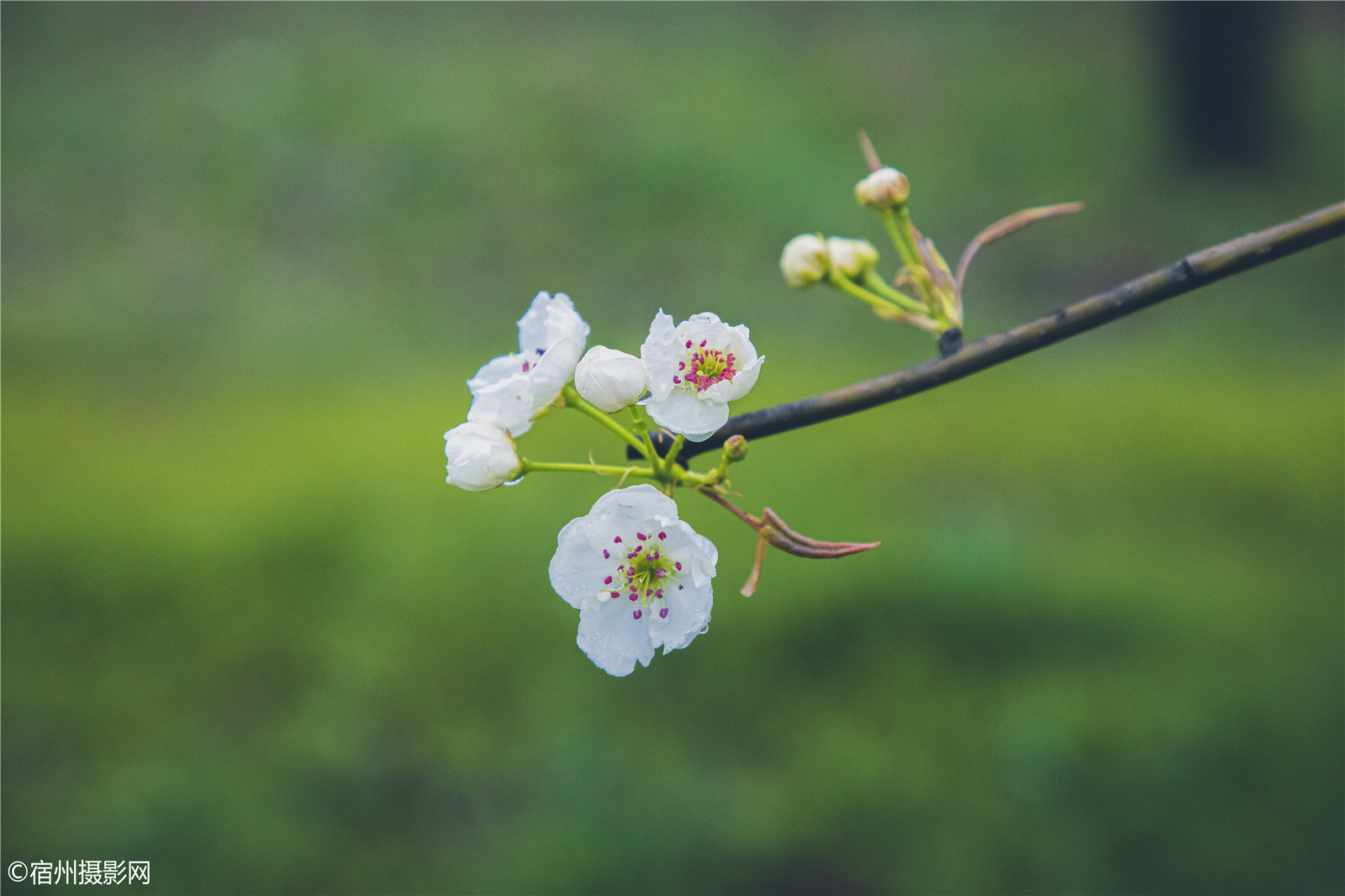 春雨绵绵细雨中 梨花带雨清水园 宿州近处不错的梨花观赏地 符离 清水梨园 宿州摄影网 春雨绵绵细雨中 梨花带雨清水园 宿州近处不错的梨花观赏地 符离 清水梨园 宿州摄影网