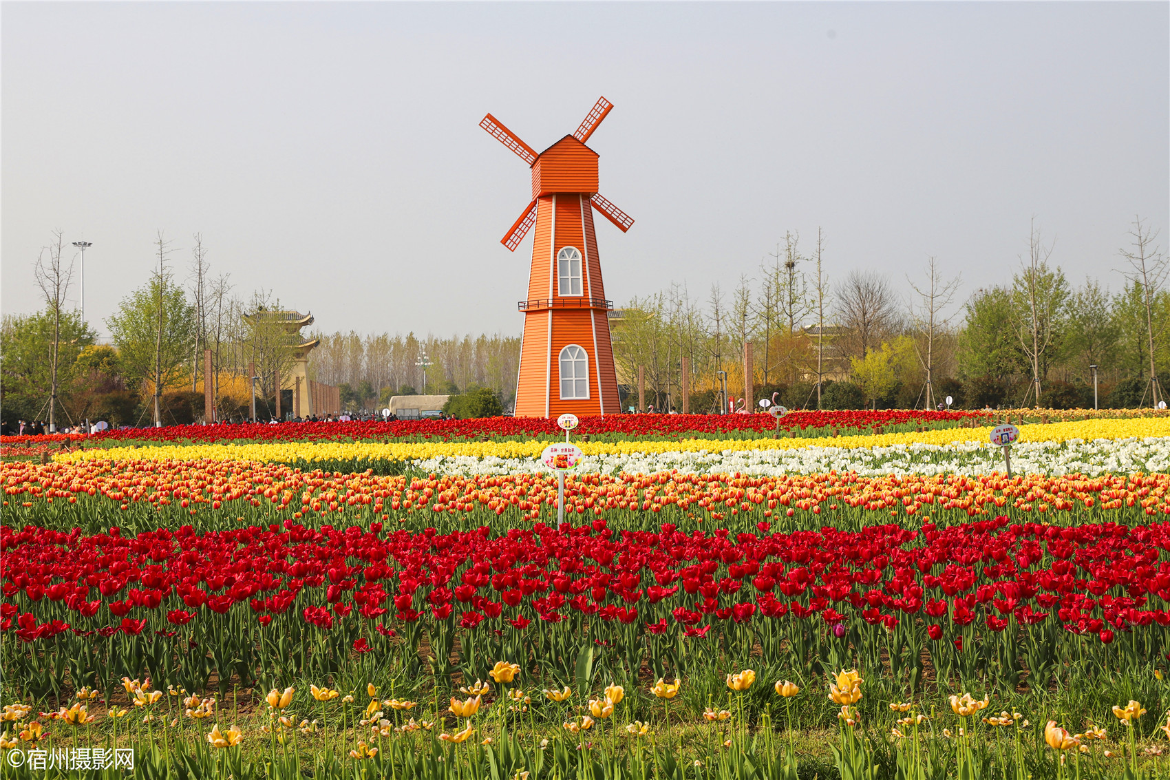 宿州植物园郁金香花开