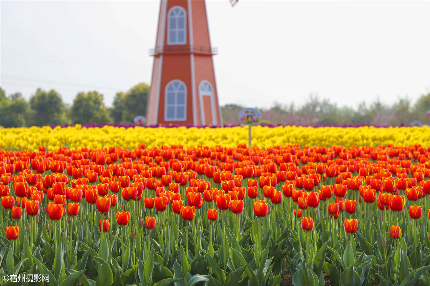宿州植物园郁金香花开