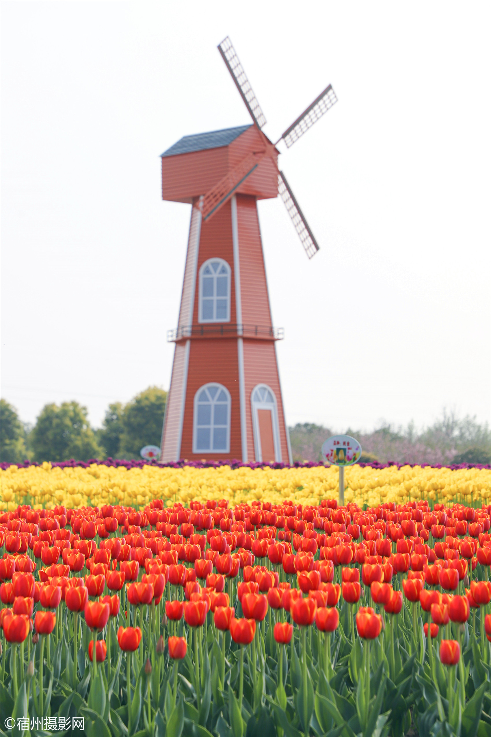 宿州植物园郁金香花开