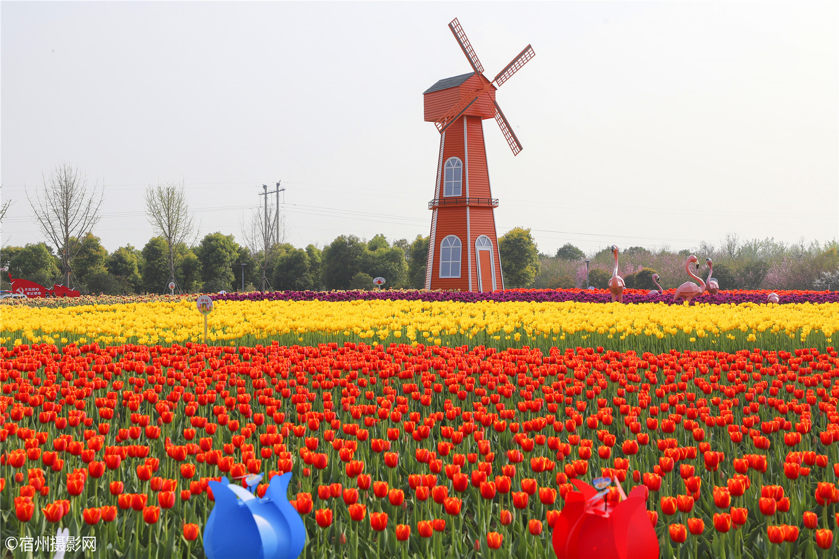 宿州植物园郁金香花开