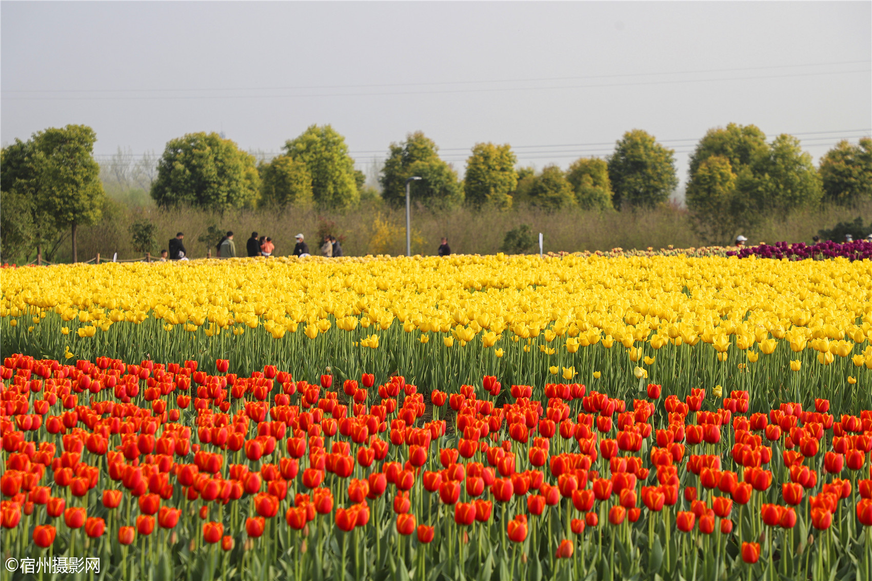 宿州植物园郁金香花开